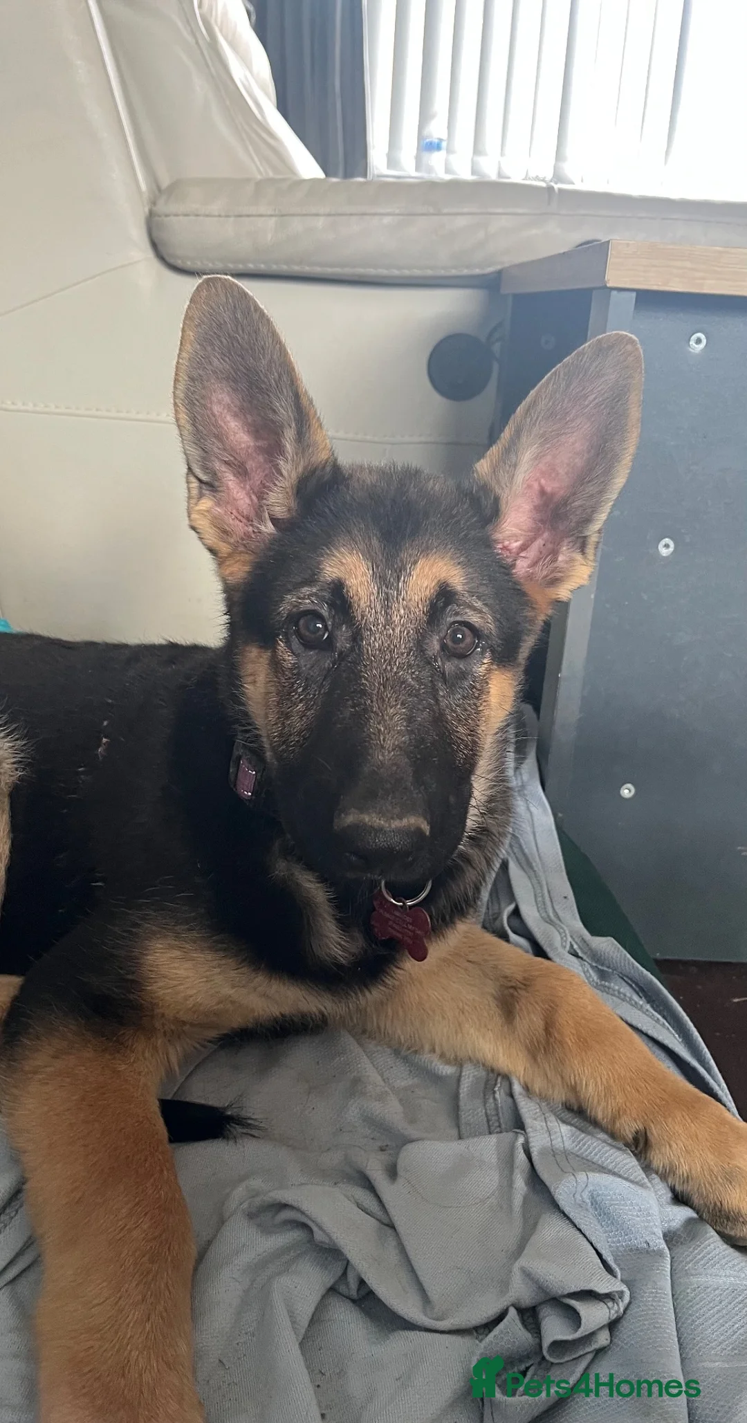 German Shepherd dogs for sale: Gentle young lady in Crook - Advert 1
