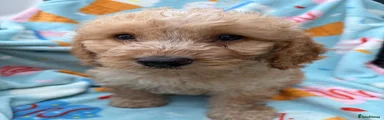 Cockapoo 1