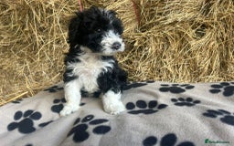 Bordoodle dogs for sale: Beautiful Bordoodle puppies - Image 9