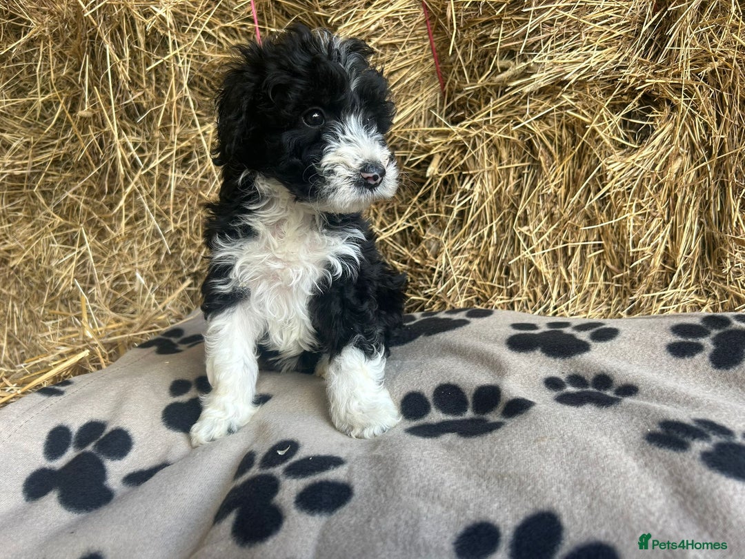 Bordoodle dogs for sale: Beautiful Bordoodle puppies - Image 9