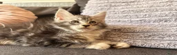 Maine Coon cats for sale: 🐈‍⬛Sweet bundle of Joy TICA register🐈‍⬛ - Advert 23