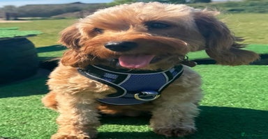 Cavapoo dogs - Advert 4