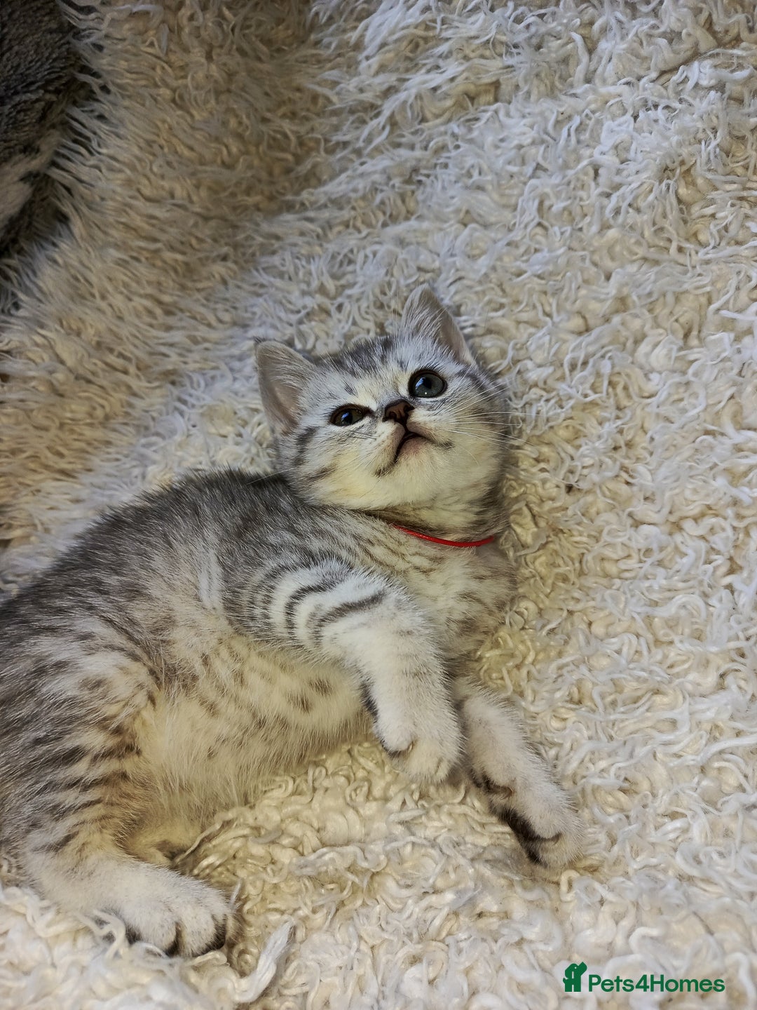 British Shorthair cats for sale: PUre tabby British short hair kittens - Image 8