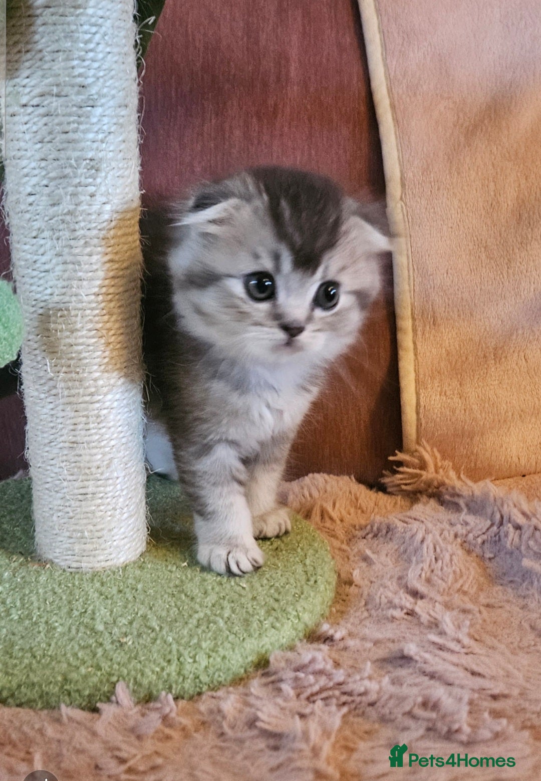 British Shorthair cats for sale: BRITISH SHORTHAIR X SCOTTISH FOLD - Advert 10