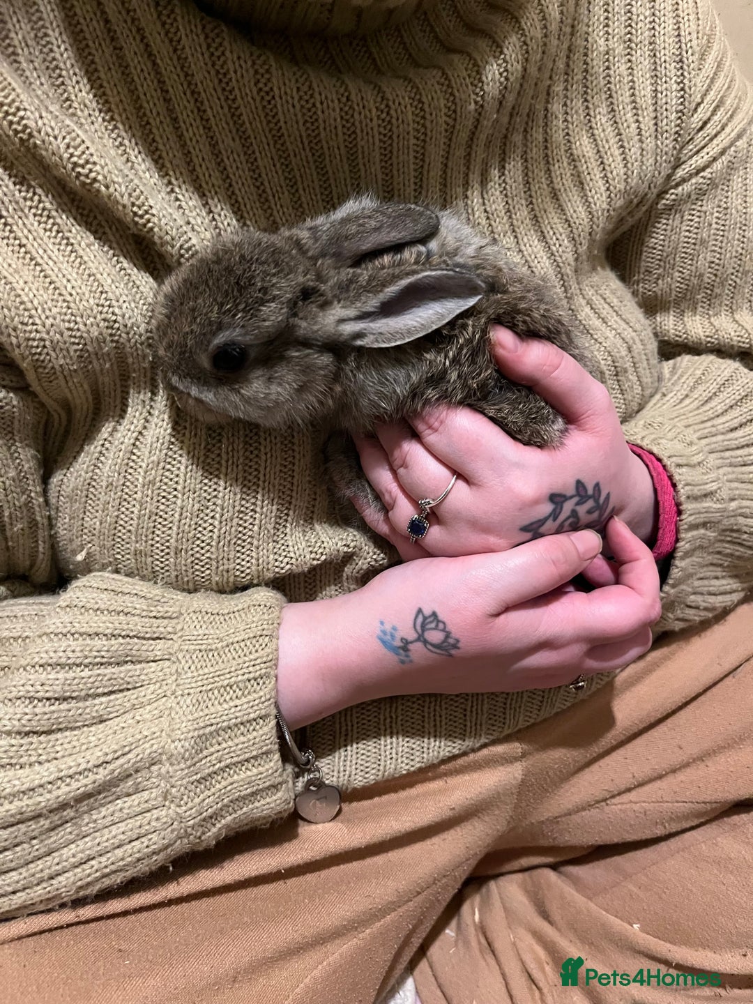 Netherland Dwarf rabbits for sale: Netherlands Dwarf / Minilop  - Advert 2