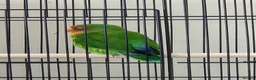 Lovebirds birds for sale: Sweet 4 months female lovebird - Advert 7