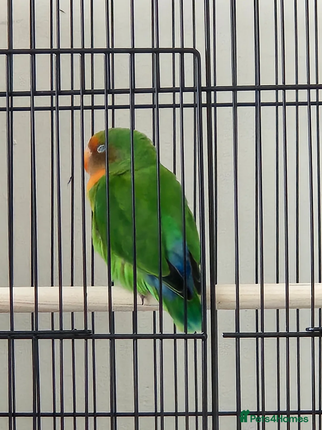 Lovebirds birds for sale: Sweet 4 months female lovebird - Advert 7