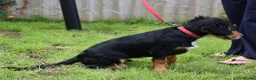 Cocker Spaniel dogs for sale: 5 Months Old Male Working Cocker KC Reg - Advert 16
