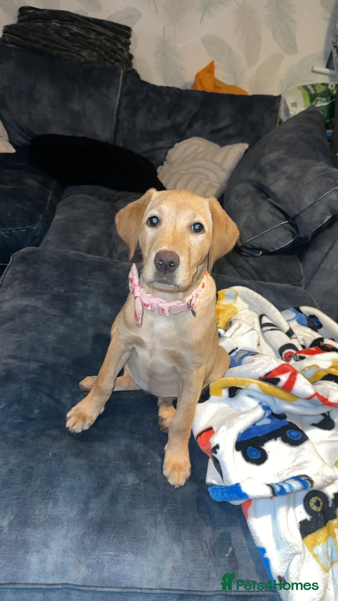 Labrador Retriever dogs for sale: My 26 week old lab narla for sale  in Shrewsbury - Advert 1