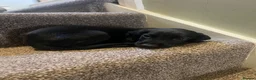 Mixed Breed dogs for sale: ESS x Bavarian puppies from working parents  - Advert 8