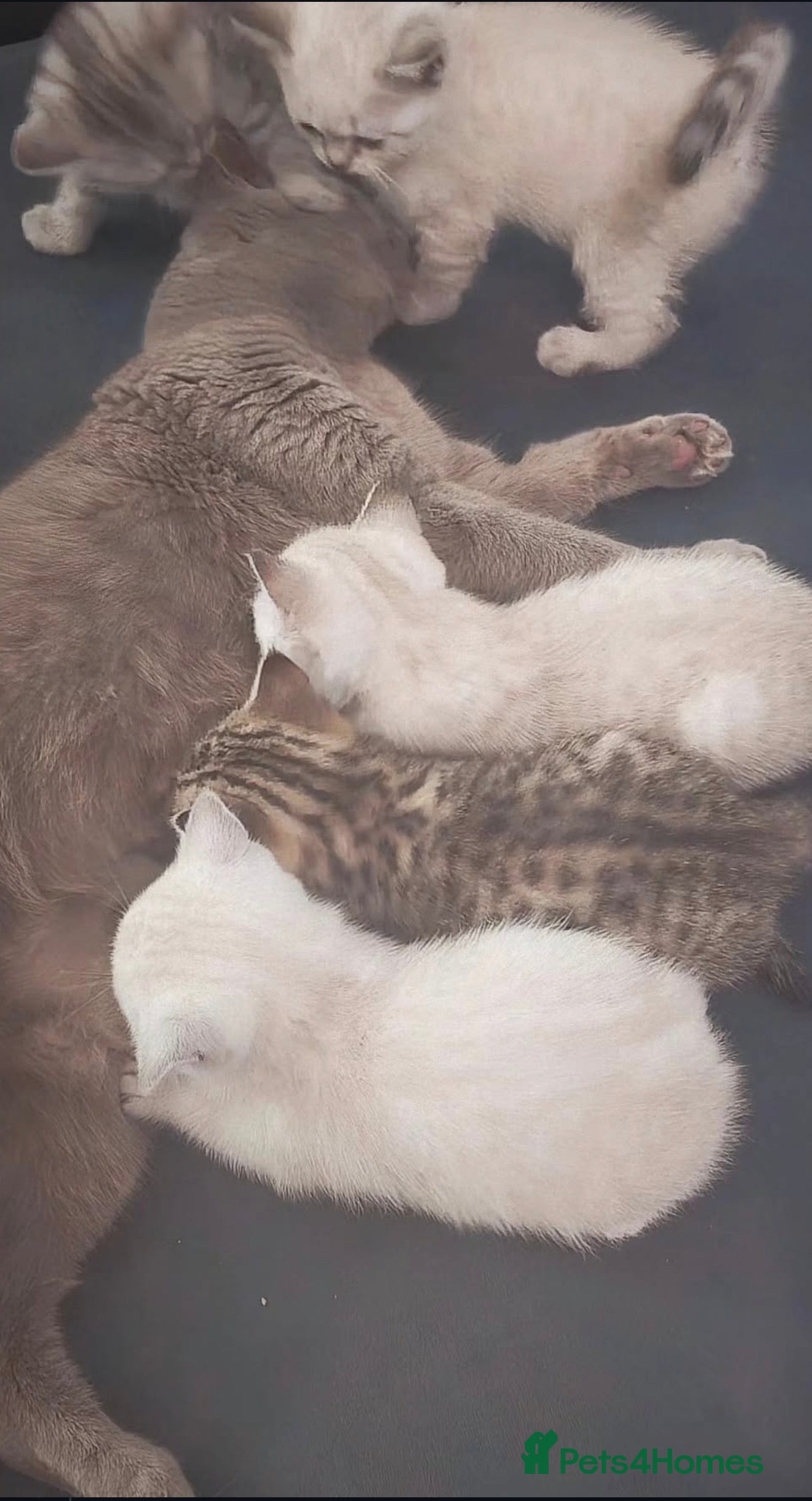 British Shorthair cats GCCF Registered British Shorthair ❤️ - Advert 7