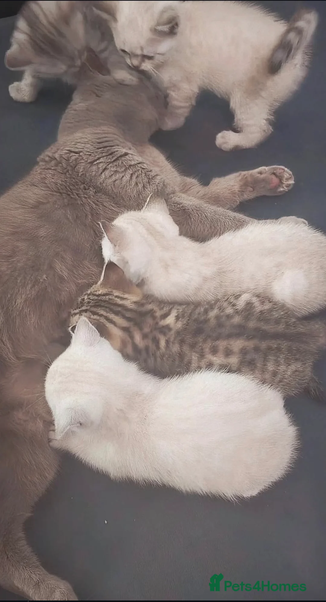 British Shorthair cats for sale: GCCF Registered British Shorthair ❤️ in Hemel Hempstead - Advert 1