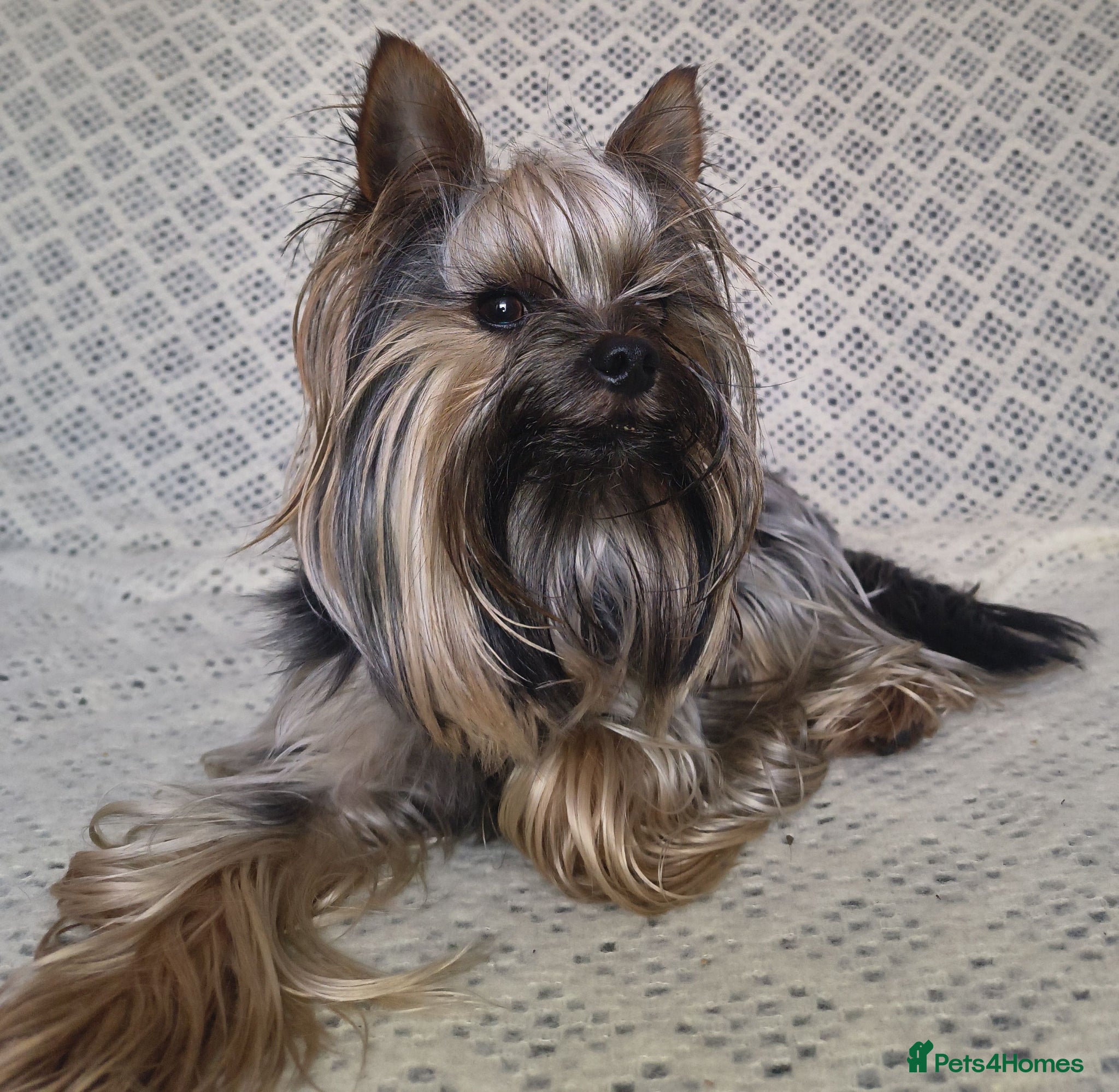 Yorkshire Terrier dogs for stud: MINI YORKSHIRE TERRIER FOR STUD - Advert 3