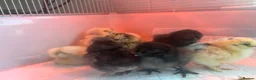 Chickens poultry for sale: Stunning silkie chicks  - Advert 3