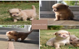 Chihuahua dogs for sale: ⭐️Gorgeous Long haired Lilac and Tan Chihuahuas ⭐️ - Image 4