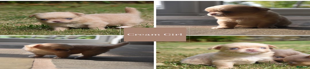 Cream Girl