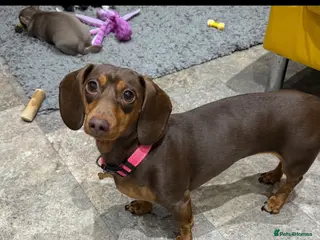 Miniature Dachshund dogs Miniature Dachshund Puppies - Advert 3