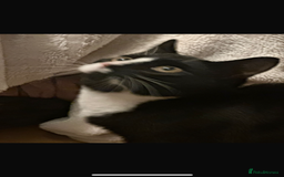 Bombay cats for sale: 2 beautiful boys 🫶🏼 - Advert 4