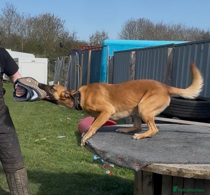 Belgian Shepherd Dog dogs Belgian Malinois, proven  - Advert 17