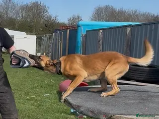 Belgian Shepherd Dog dogs Belgian Malinois, proven - Advert 17