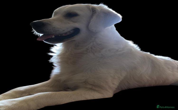 Golden Retriever dogs - Advert 14