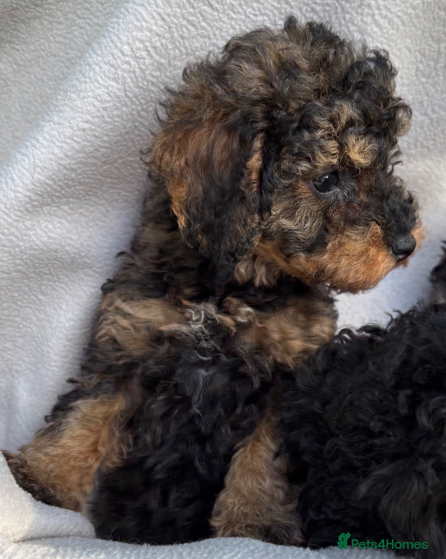 Toy Poodle dogs 1 Pedigree TOY POODLE GIRL- ready now in Cheshire - Advert 2