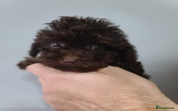 Cavapoo dogs for sale: *VIDEOS* F1b Cavapoos. Chocolate & Tan. DNA tested - Image 19