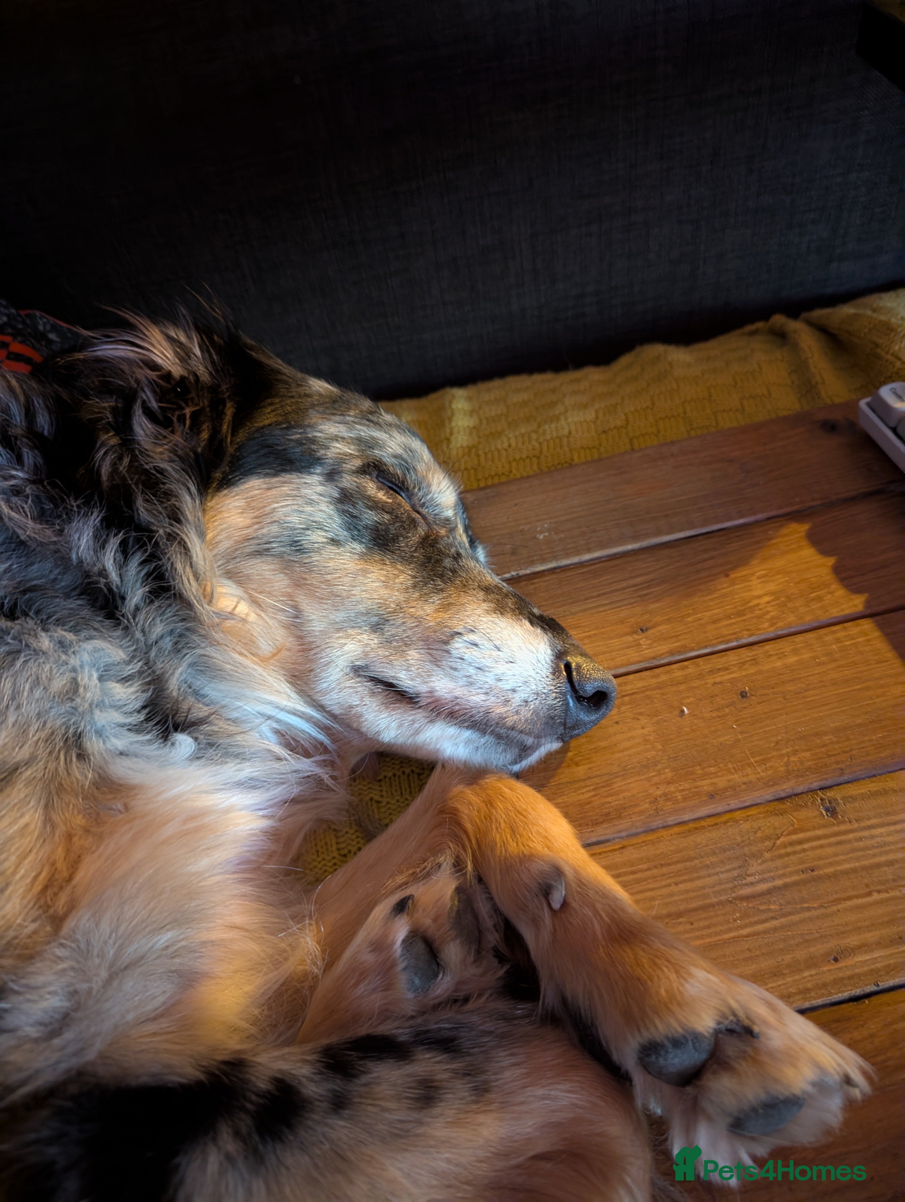 Border Collie dogs Kasper - Border Collie - Merle  - Advert 1