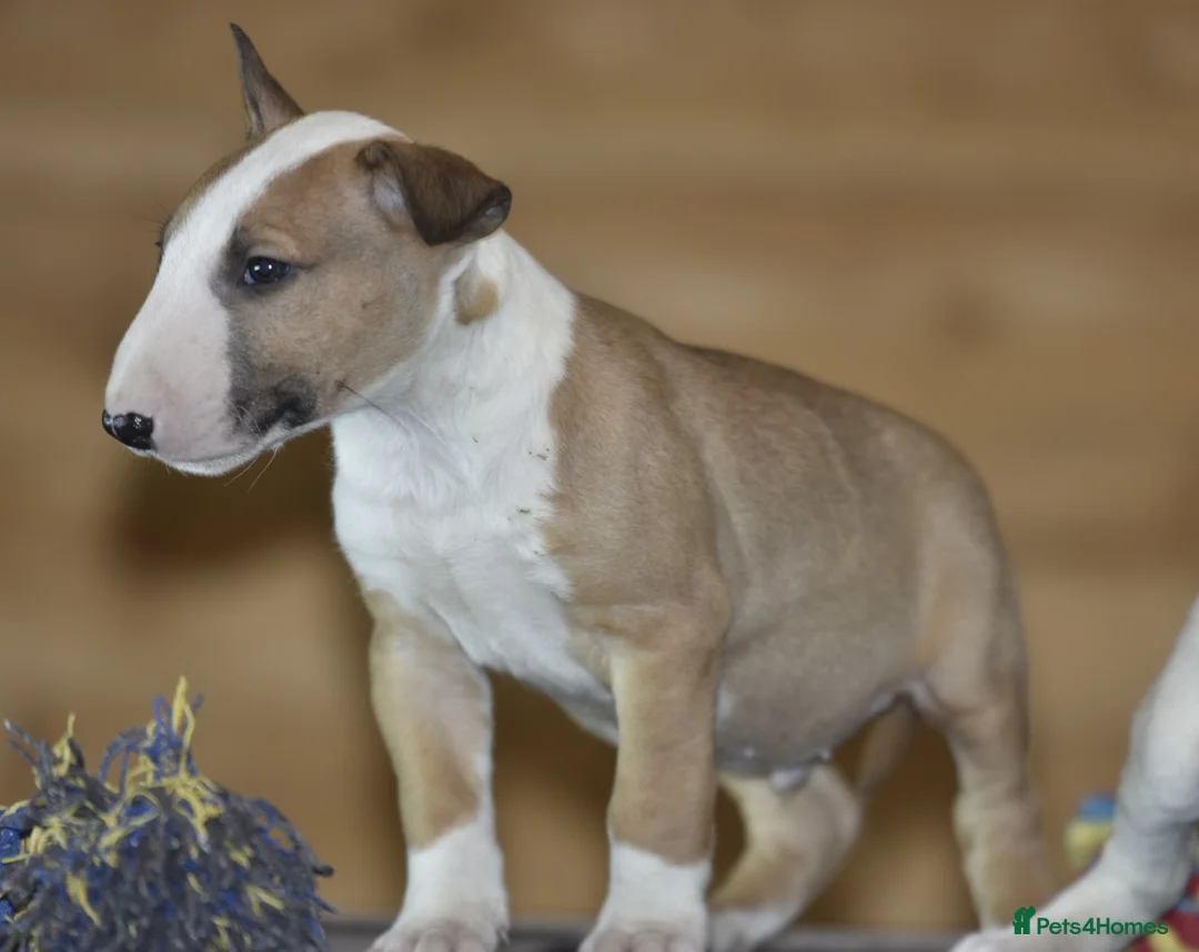 English Bull Terrier dogs for sale: UK's top quality ebt puppies - Advert 6