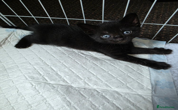 Bombay cats - Advert 1