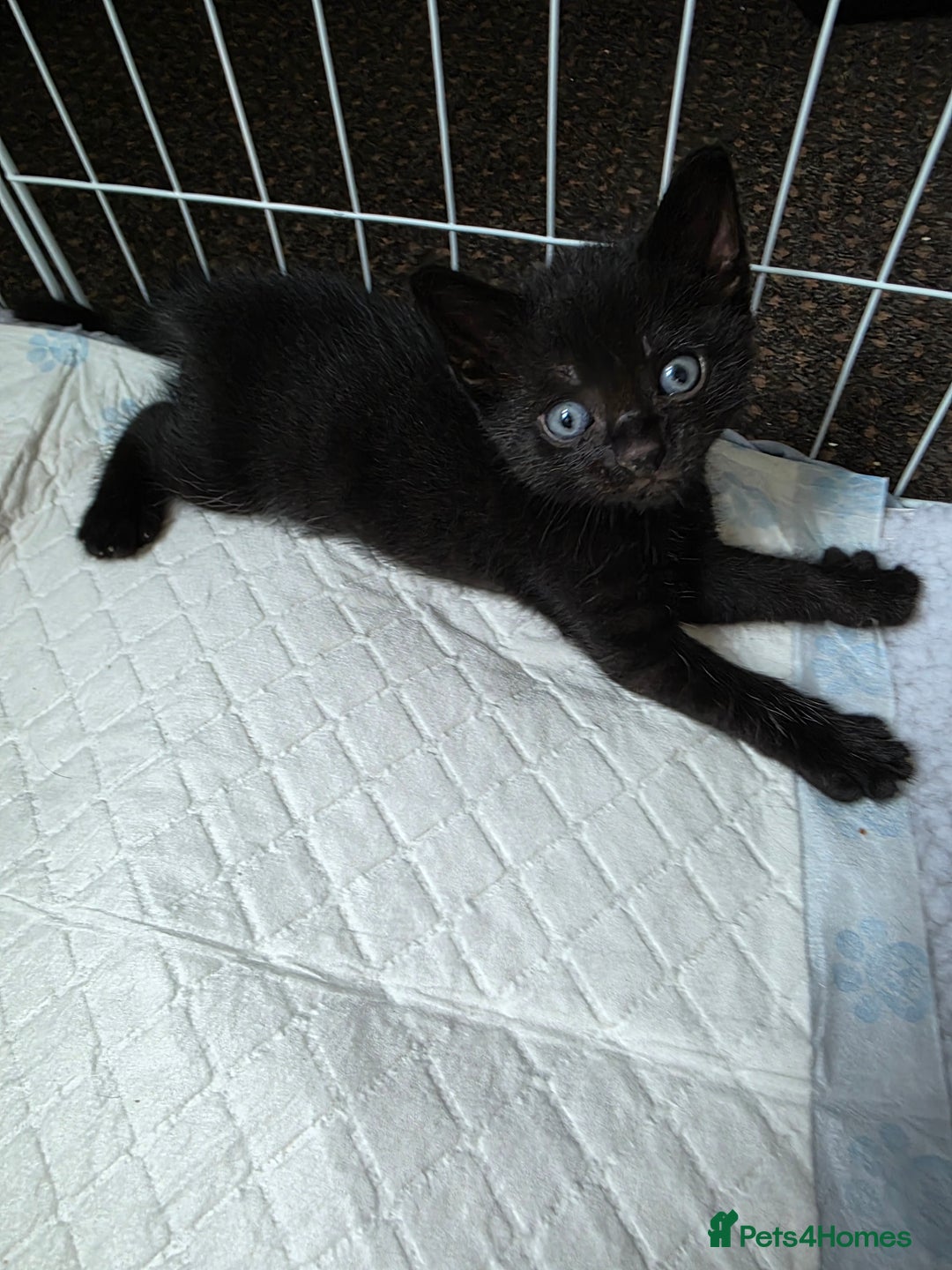 Bombay cats for sale: Female kitten - Image 1