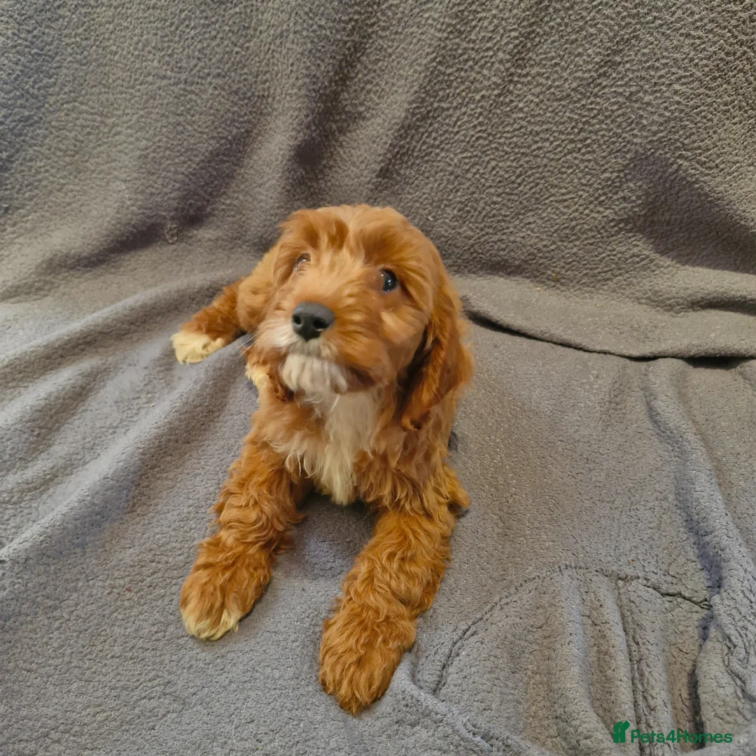 Cavapoo dogs for sale: Cavapoo  - Advert 1