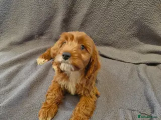 Cavapoo dogs Cavapoo - Advert 13