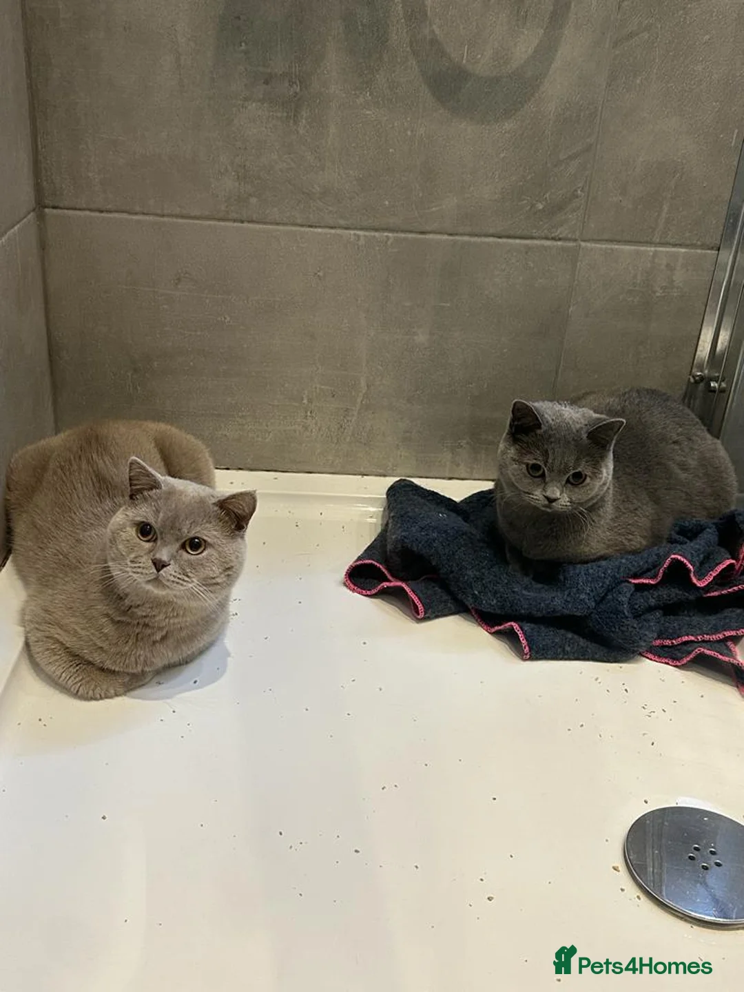 British Shorthair cats for sale: kitten british sort hair (blue) - Advert 4