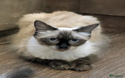 Ragdoll cats for sale: ** 1 last stunning ragdoll kitten available** - Image 4