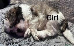Shih Tzu dogs for sale: Beautiful puppies are looking for a new home - Image 3