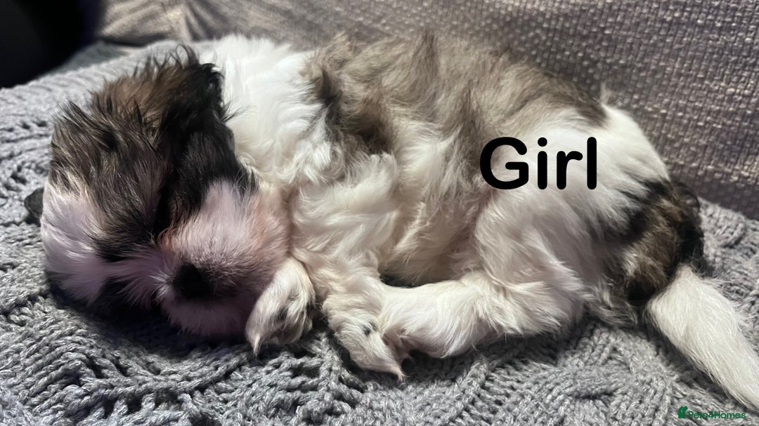 Shih Tzu dogs for sale: Beautiful puppies are looking for a new home - Image 3