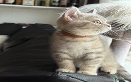 British Shorthair cats for sale: Pure British shorthair kittens for sale  - Image 2