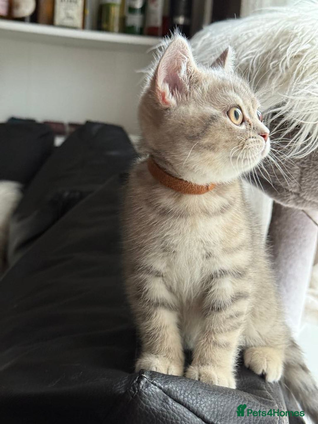 British Shorthair cats for sale: Pure British shorthair kittens for sale  - Image 2