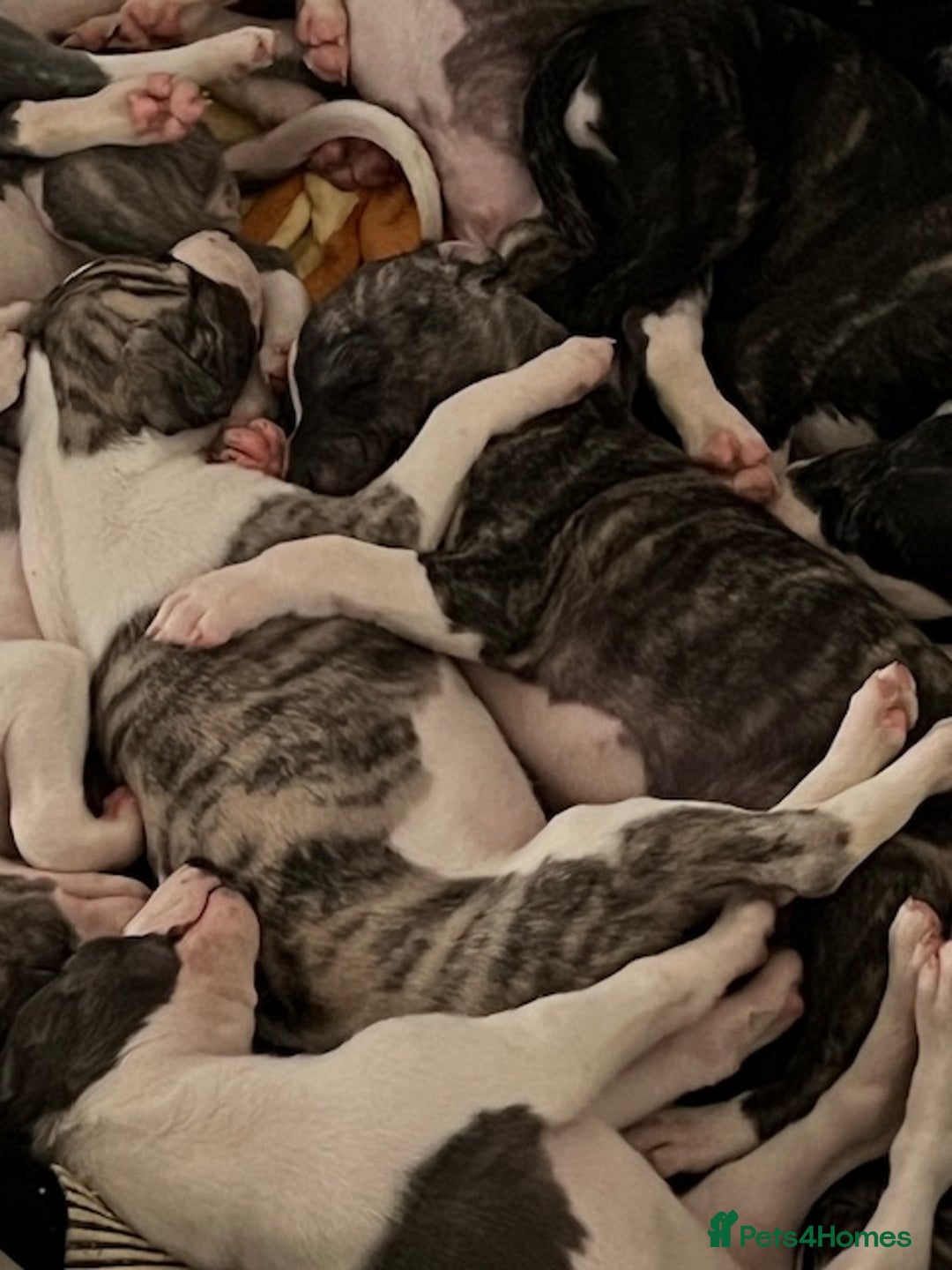 Whippet dogs for sale: Home reared pedigree Whippet Puppies - Advert 1