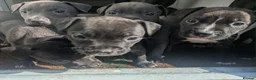 Staffordshire Bull Terrier dogs for sale: Stunning original black/blue Staff pups *rare* - Advert 7