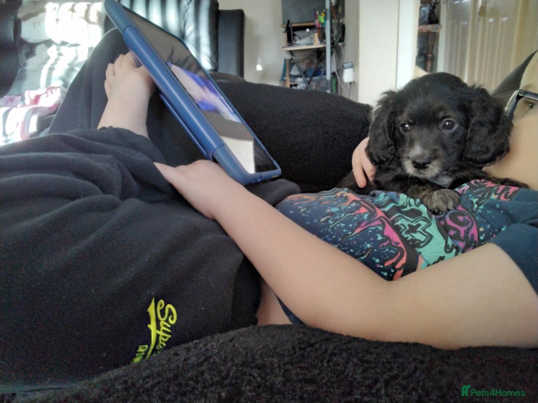 Mixed Breed dogs for sale: COCKAPOO/MORKIE - Advert 12