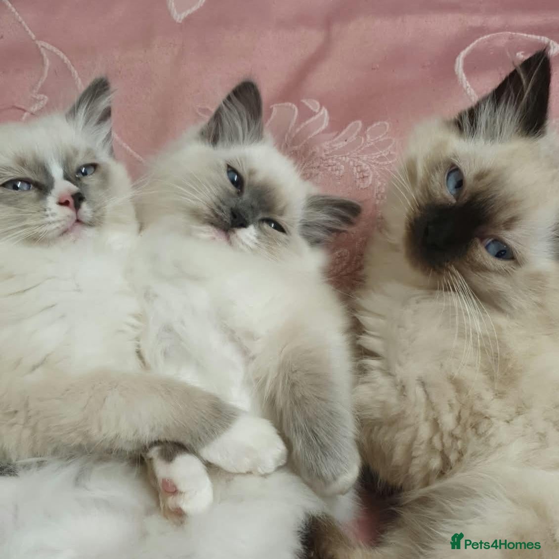 Ragdoll cats Gorgeous Blue Point Ragdoll Litter - 3 Boys - Advert 1