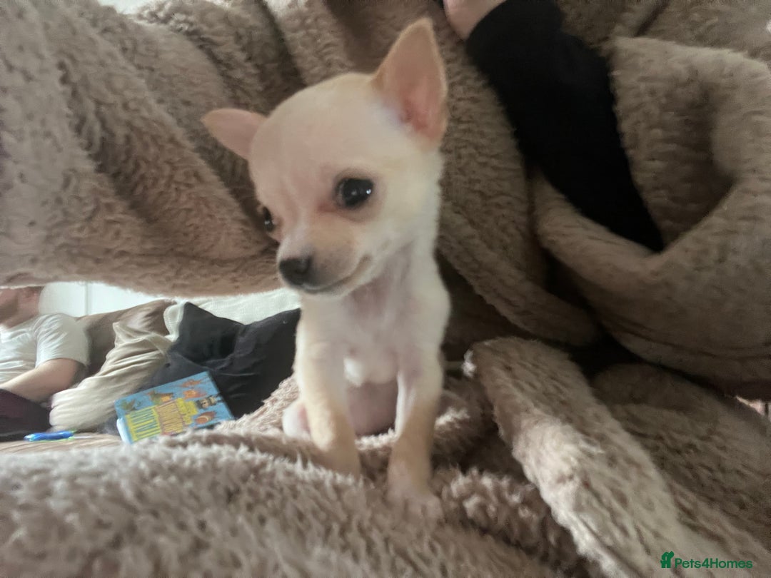 Chihuahua dogs for sale: Beautiful female chihuahua - Advert 7