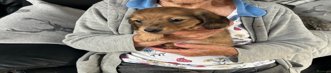 Dachshund Puppy 1