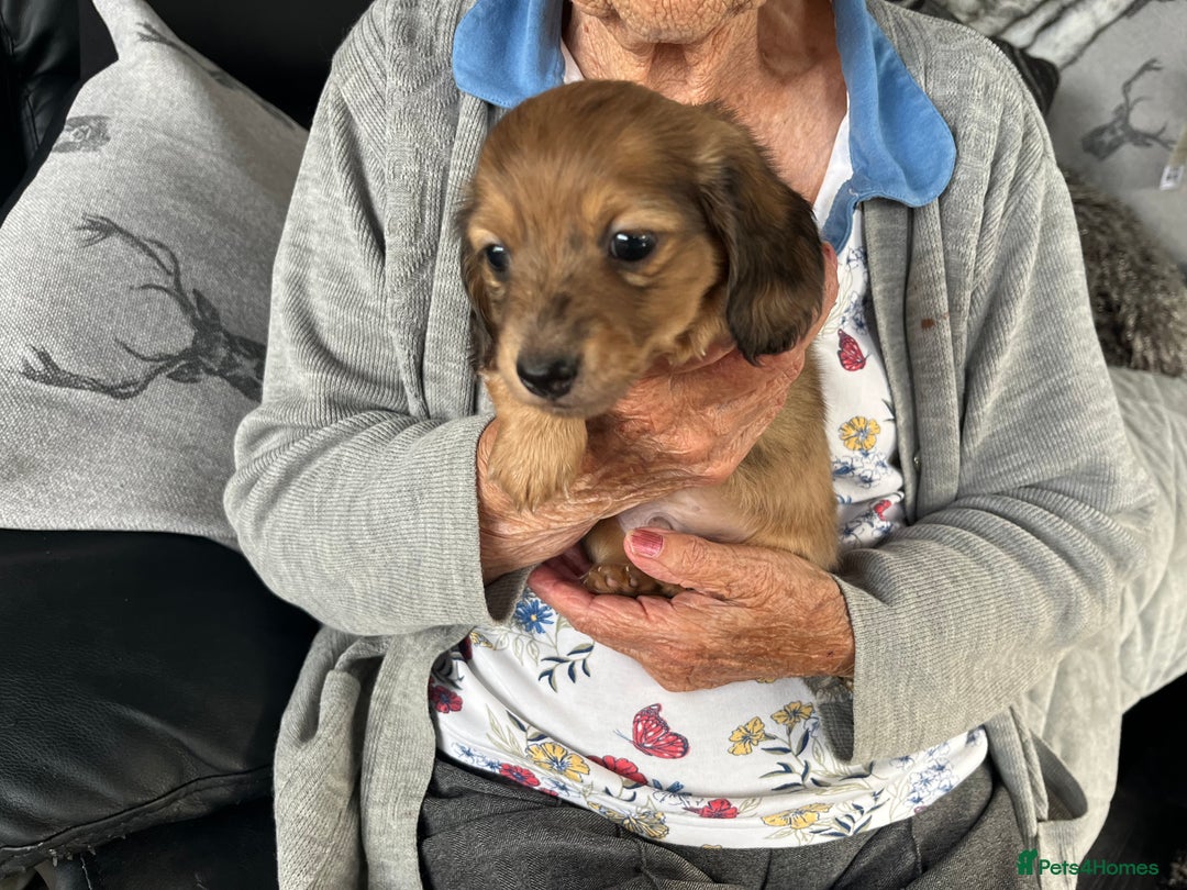 Dachshund dogs for sale: Stunning long haired miniature daxi puppies    - Image 11