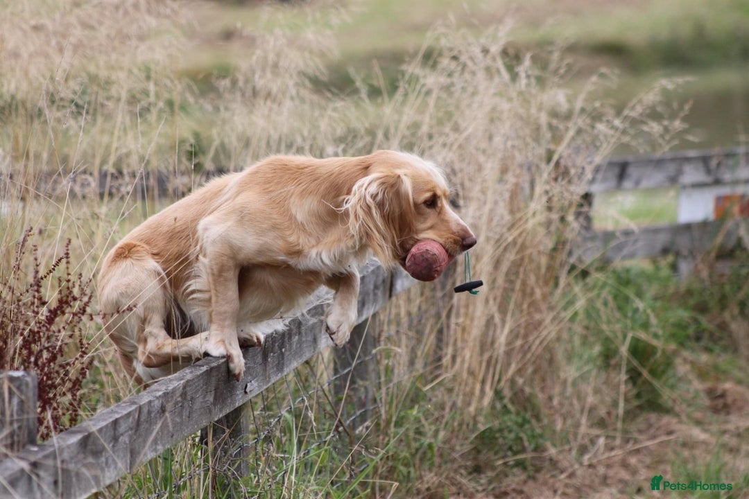 Cocker Spaniel dogs for sale: Working Cocker Spaniels  - Image 9