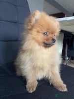 Pomeranian dogs - Advert 1