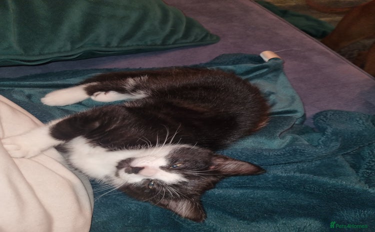 Mixed Breed cats Playful kittens dog savvy - Advert 16