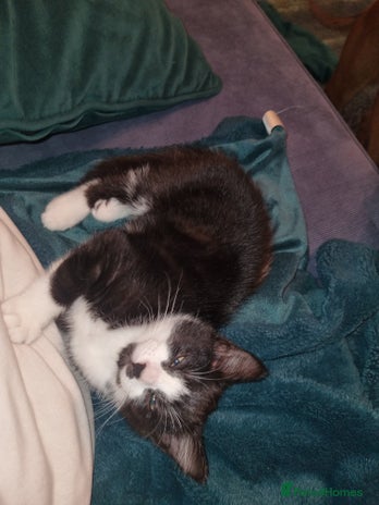 Mixed Breed cats Playful kittens dog savvy - Advert 16